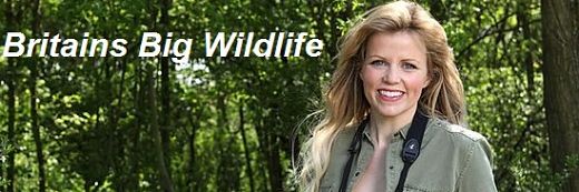 Britains Big Wildlife Revival S01E01 Woodland PDTV x264 JIVE